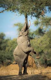 Mana Pools National Park African Animals African Wildlife Africa