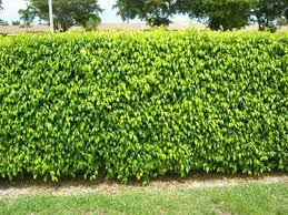 Ficus Hedge Google Search Ficus Ficus Hedge Hedges