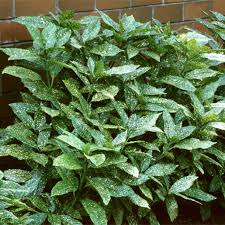 Image result for Aucuba