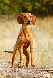 Tyrolean Hound Tiroler Bracke Dogs Puppy Dog Cat Dog Images Pet Dogs
