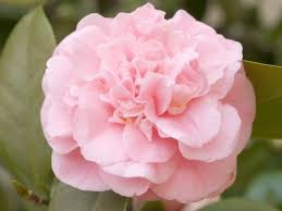 Debutante Japonica Full Peony Form Light Pink Bloom Size Medium Early To Mid Season Upright Bushy Growth Light Green Fo Beautiful Flowers Camellia Flowers
