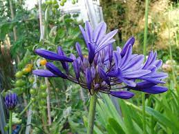 File Agapanthus Midnight Star Jpg Wikimedia Commons Agapanthus Star Of Bethlehem Flowers Perennials