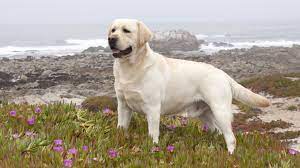 Labrador Retriever Puppies For Sale Labrador Retriever Labrador Retriever Puppies Labrador Dog