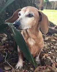 Comes with a 1 year genetic health guarantee, vet checked. Dachshund Dog For Adoption In Weston Fl Adn 191309 On Puppyfinder Com Gender Female Age Senior Dachshund Adoption Dog Adoption Dachshund Dog