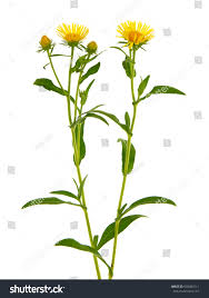 Image result for Inhambanella