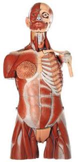 This muscle is located in the back and is a deep muscle too. As 6 Muscular Torso W Head Interchangeable Male Female Genitals Kilgore International Inc