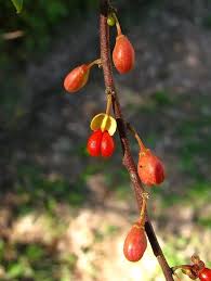 Image result for Maytenus chasei