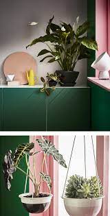 النباتات المنزلية الدليل الأساسي للزراعة ikea
