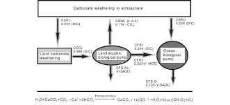 atmospheric carbon sources and sinks