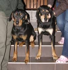 Image result for sedmihradský honič