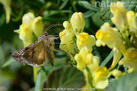 Image result for Autographa gamma