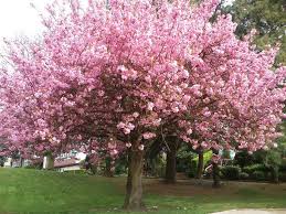 La Croissance Rapide Est L Une Des Exigences Les Plus Importantes Pour Un Arbre De Jardin En 2020 Arbres A Croissance Rapide Arbres Pour Petit Jardin Arbre De Jardin