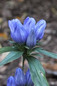 Quality groundcover plants, free delivery, wholesale, full flats only. Gentiana Saponaria Rockford Shade Loving Perennials Blue Flowering Plants Shade Garden Plants