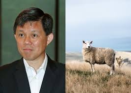 Wp mp gerald giam of aljunied grc asked education minister chan chun sing last month (26 jul) if singapore's local universities have enough computer science degree places to meet the demand of it industry. Chan Chun Sing Laughs At His Verbal Slip After Netizens Point Out That Cotton Does Not Come From Sheep Digital Singapore News Asiaone