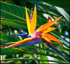 Maybe you would like to learn more about one of these? Orlando Florist Delivery