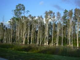 Image result for Melaleuca