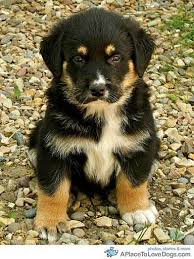 This allows them to train the pup and to grow accustomed to their family as well. Posing Puppy Cute Dogs Rottweiler Mix Puppies Puppies