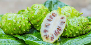 Maybe you would like to learn more about one of these? 7 Manfaat Daun Mengkudu Untuk Kesehatan Cegah Hipertensi Hingga Atasi Peradangan Merdeka Com