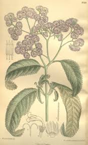 Image result for Ethulia vernonioides