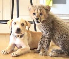 We pride ourselves on being a top quality kennel and the breeder of your new best friend and family member. Pet Scoop Hero Dog Rescues Woman After Fall Cheetah And Puppy Become Best Buddies