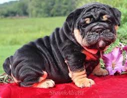 Pin On English Bulldogs