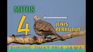 3.menghilangkan radang tengorokan pada perkutut. Terbongkar Rahasia Cara Memandikan Burung Perkutut Dengan Daun Sirih By Salam Pertanian Peternakan