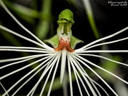 Image result for Habenaria afra