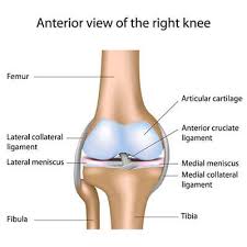 We did not find results for: Anatomy Of The Knee Knee Conditions London Knee Specialists