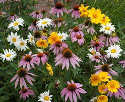 <p>perennial plant association plant of the year 2017. Shade Flower Blend Wildflower Seed Urban Farmer