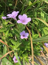 Image result for Vandellia humilis