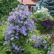 Check spelling or type a new query. Wszystko O Powojnikach Clematis Zrodlo Dobrych Pnaczy