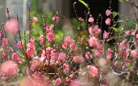 Sáng sớm ở chợ hoa Hàng Lược