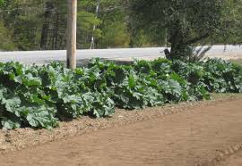 It needs to be protected from heat to thrive. Bulletin 2514 Growing Rhubarb In Maine Cooperative Extension Publications University Of Maine Cooperative Extension