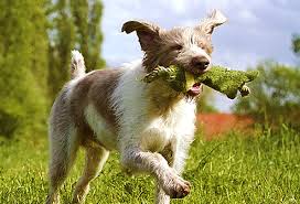 These dogs are known to be highly intelligent and make excellent companions. Long Lived Dog Breeds Labradors Poodles Beagles And More