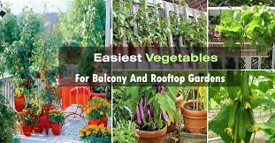 Fresh and easy vegetable recipes that will change your mind by katie moseman how to eat. Easy Container Vegetables For Balcony Rooftop Garden Container Vegetable Gardening Balcony Garden Web