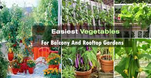Maybe you would like to learn more about one of these? Easy Container Vegetables For Balcony Rooftop Garden Container Vegetable Gardening Balcony Garden Web