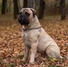 Advice from breed experts to make a safe choice. Bullmastiff Puppies For Sale Adoptapet Com