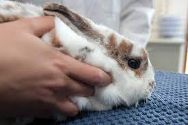 Meine anderen kaninchen sind c.a 9 monate alt. Kastration Des Mannlichen Kaninchens Tiermedizinportal