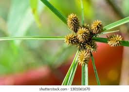 Image result for Cyperus difformis