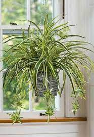 Pin On Plants