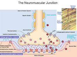 My Notes For Usmle Neuromuscular Junction Neuromuscular Physiology