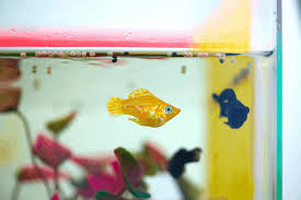 How can i tell if my molly is pregnant? How Do You Know When A Molly Will Give Birth 5 Quick Signs Pet Fish Online