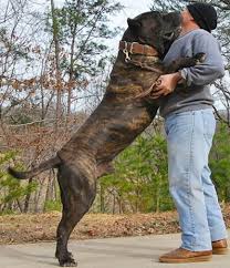 Image result for presa canario dog