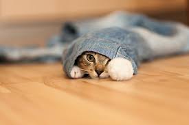Pin By Forsythia Hill Vintage Etsy On Cute Cute And You Know Pretty Cats Cats And Kittens Naughty Kitty