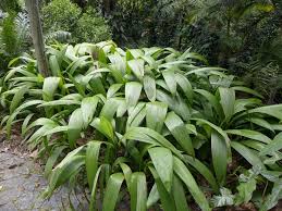 Image result for Curculigo