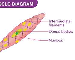Image of Smooth muscle anatomy diagram
