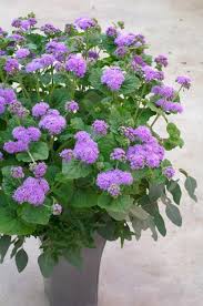 Image result for Ageratum