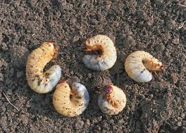 The worms may also be crane fly larva. White Curl Grubs How To Identify Kill White Curl Grubs Myhometurf
