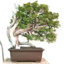 Trained juniper bonsai tree traditional 16 years old 9 tall hardy evergreen. Informal Upright California Juniper Bonsai Tree