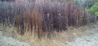 Ako želite da ukrase i vaš voćnjak, pozovite nas! Sadnice Voca Svih Vrsta Kupindo Com 43533101